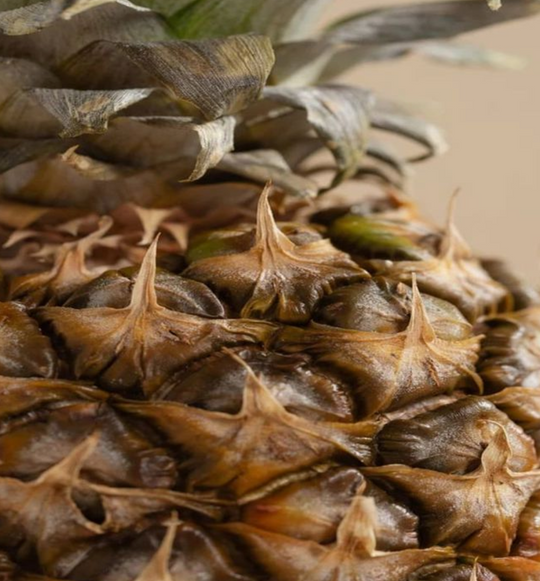 Tommy Bahama Pineapple Cilantro Pura